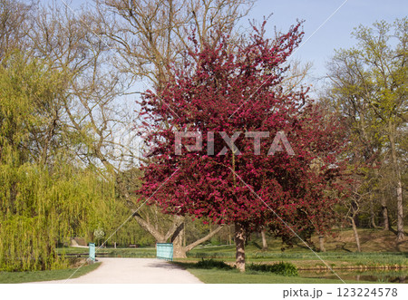 Japanese flowering crabapple tree in Royal Game Reserve, Stromovka. Japanese flowering crabapple tree in Royal Game Reserve, Stromovka. 123224578