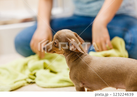 Woman drying pinscher after shower Woman drying pinscher after shower 123224639