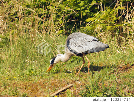 Heron gray, ardea cinerea hunting food. 123224714