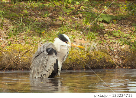 Heron gray, ardea cinerea taking a bath in lake 123224715