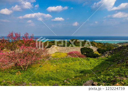 沖縄県国頭郡今帰仁村今泊　世界文化遺産今帰仁城跡の海を見渡す高台から早咲きの琉球寒緋桜が咲く景色 123224739