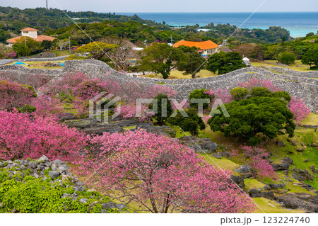 沖縄県国頭郡今帰仁村今泊　世界文化遺産今帰仁城跡の海を見渡す高台から早咲きの琉球寒緋桜が咲く景色 123224740