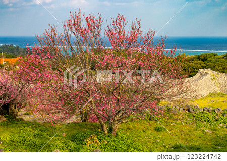 沖縄県国頭郡今帰仁村今泊 世界文化遺産今帰仁城跡の海を見渡す高台から早咲きの琉球寒緋桜が咲く景色 沖縄県国頭郡今帰仁村今泊 世界文化遺産今帰仁城跡の海を見渡す高台から早咲きの琉球寒緋桜が咲く景色 123224742
