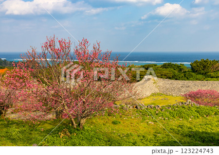 沖縄県国頭郡今帰仁村今泊　世界文化遺産今帰仁城跡の海を見渡す高台から早咲きの琉球寒緋桜が咲く景色 123224743
