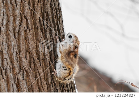 木に登るエゾモモンガ 123224827