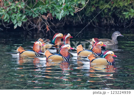 山奥にある池のオシドリの群れ 山奥にある池のオシドリの群れ 123224939
