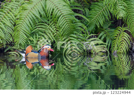 波の少ない池で泳ぐオシドリ雄 波の少ない池で泳ぐオシドリ雄 123224944