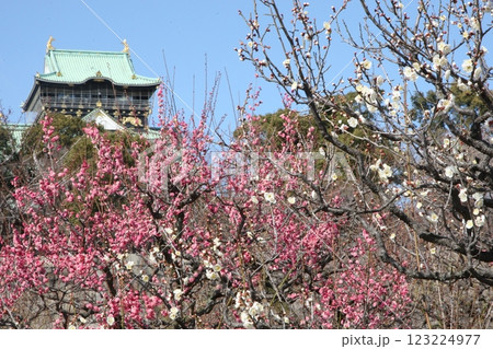 大阪城公園に梅の花満開 大阪城公園に梅の花満開 123224977