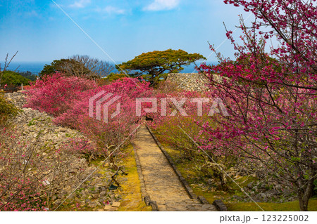 沖縄県国頭郡今帰仁村今泊　世界文化遺産今帰仁城跡の参道の階段の早咲き琉球寒緋桜並木と青い海 123225002