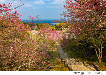 沖縄県国頭郡今帰仁村今泊　世界文化遺産今帰仁城跡の参道の階段の早咲き琉球寒緋桜並木と青い海 123225005