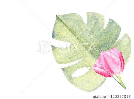 Tulip and monstera leaf watercolor composition isolated on white. Hand painted pink flowers. High quality clip art perfect for mother's day, women's day cards, posters, perfume, packaging, decor 123225017