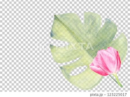 Tulip and monstera leaf watercolor composition isolated on white. Hand painted pink flowers. High quality clip art perfect for mother's day, women's day cards, posters, perfume, packaging, decor 123225017