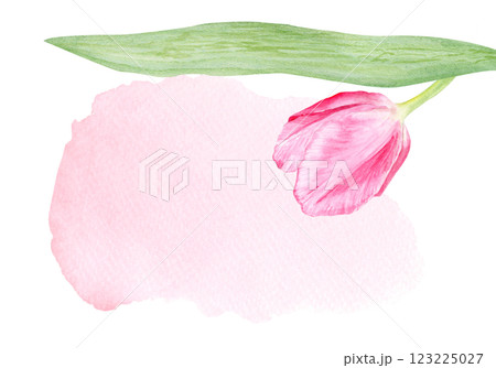 Tulip flower watercolor horizontal card isolated on white. Hand painted delicate pink flower, eco design. High quality clip art perfect for mother's day, women's day cards, posters, banners, decor Tulip flower watercolor horizontal card isolated on white. Hand painted delicate pink flower, eco design. High quality clip art perfect for mother's day, women's day cards, posters, banners, decor 123225027