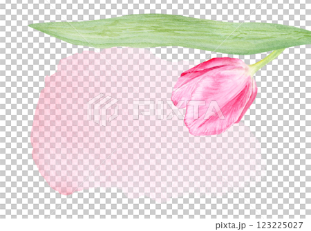 Tulip flower watercolor horizontal card isolated on white. Hand painted delicate pink flower, eco design. High quality clip art perfect for mother's day, women's day cards, posters, banners, decor Tulip flower watercolor horizontal card isolated on white. Hand painted delicate pink flower, eco design. High quality clip art perfect for mother's day, women's day cards, posters, banners, decor 123225027
