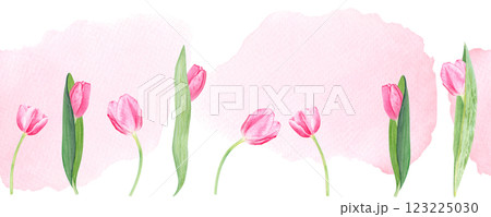 Tulip seamless border watercolor on pink watercolor background. Hand painted pink flower illustration. High quality clip art perfect for mother's, women's day cards, banners, packaging, decor, eco 123225030