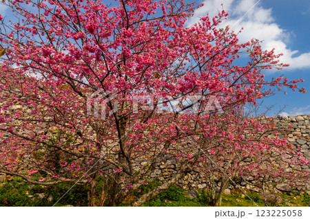 沖縄県国頭郡今帰仁村今泊　世界文化遺産今帰仁城跡の日本一早咲きの琉球寒緋桜と石垣の城壁 123225058