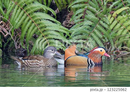 並んで泳ぐおしどり夫婦 123225062