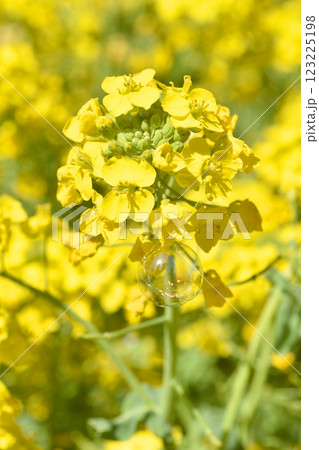 天空の農園の菜の花とシャボン玉 天空の農園の菜の花とシャボン玉 123225198
