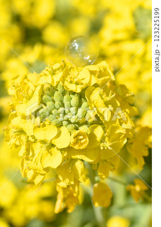天空の農園の菜の花とシャボン玉 123225199