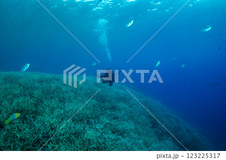 ロクセンスズメダイの群れ　小笠原 123225317