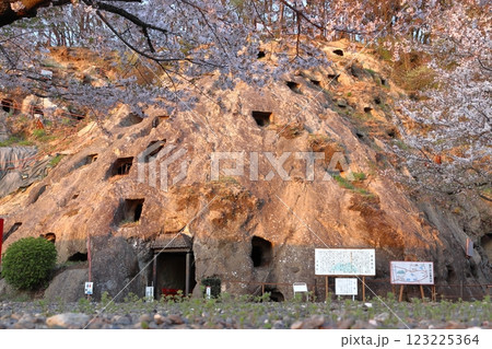 春の吉見百穴にて（埼玉県比企郡吉見町） 123225364