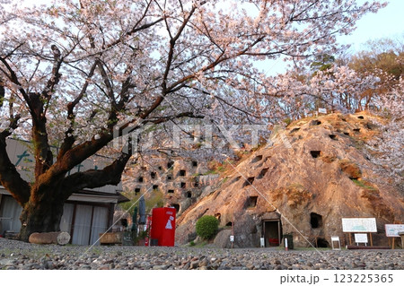春の吉見百穴にて（埼玉県比企郡吉見町） 123225365