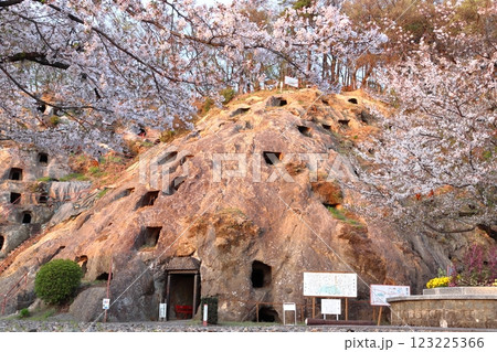 春の吉見百穴にて（埼玉県比企郡吉見町） 123225366