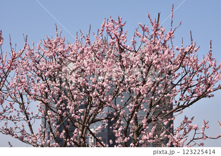 天空の農園の杏 123225414