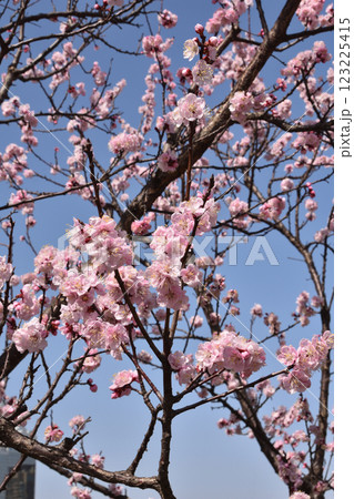 天空の農園の杏 123225415