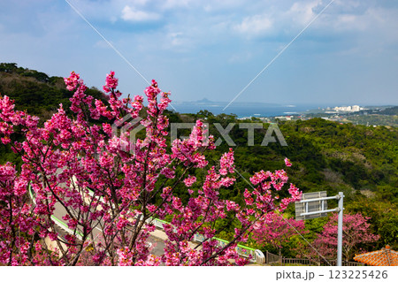 沖縄県国頭郡本部町 もとぶ八重岳桜まつり会場の早咲き琉球寒緋桜と伊江島も見渡せる海の景色 沖縄県国頭郡本部町 もとぶ八重岳桜まつり会場の早咲き琉球寒緋桜と伊江島も見渡せる海の景色 123225426
