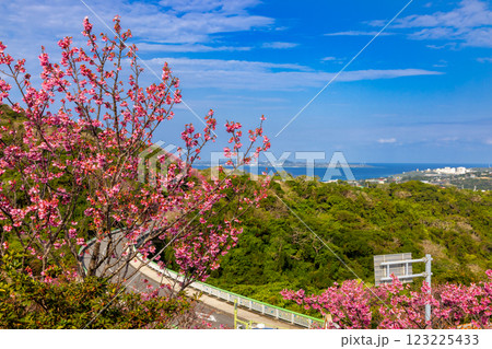 沖縄県国頭郡本部町　もとぶ八重岳桜まつり会場の早咲き琉球寒緋桜と伊江島も見渡せる海の景色 123225433