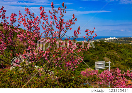 沖縄県国頭郡本部町　もとぶ八重岳桜まつり会場の早咲き琉球寒緋桜と伊江島も見渡せる海の景色 123225434