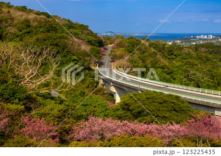 沖縄県国頭郡本部町　もとぶ八重岳桜まつり会場の早咲き琉球寒緋桜と伊江島も見渡せる海の景色 123225435