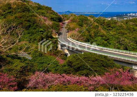 沖縄県国頭郡本部町　もとぶ八重岳桜まつり会場の早咲き琉球寒緋桜と伊江島も見渡せる海の景色 123225436