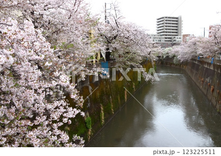 春の石神井川の桜並木(東京都板橋区) 春の石神井川の桜並木(東京都板橋区) 123225511