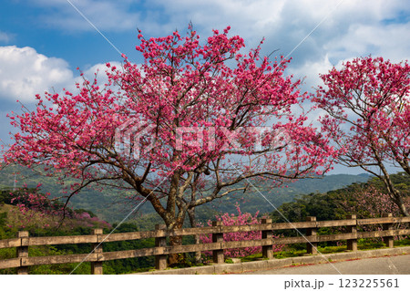 沖縄県国頭郡本部町　もとぶ八重岳桜まつり会場の高台に早咲き琉球寒緋桜が咲く景色 123225561