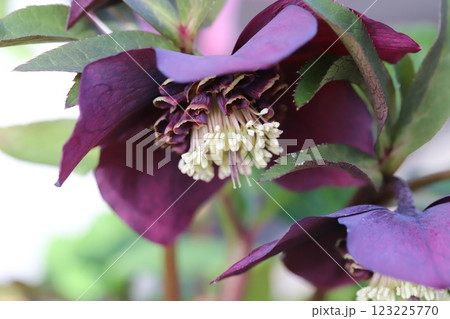 冬の庭に咲く赤紫色のクリスマスローズ(ヘレボルス)の花 冬の庭に咲く赤紫色のクリスマスローズ(ヘレボルス)の花 123225770