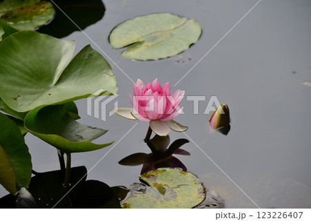 水面に浮かぶピンクの睡蓮の花 水面に浮かぶピンクの睡蓮の花 123226407