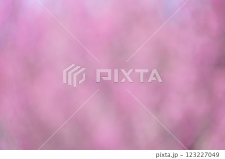 ピンク 花 春 アウトフォーカス 背景素材 ピンク 花 春 アウトフォーカス 背景素材 123227049
