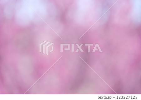 ピンク 花 春 アウトフォーカス 背景素材 ピンク 花 春 アウトフォーカス 背景素材 123227125