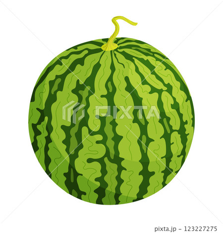 Vector Whole watermelon. Cartoon ripe watermelon. Hand drawn flat style isolated 123227275