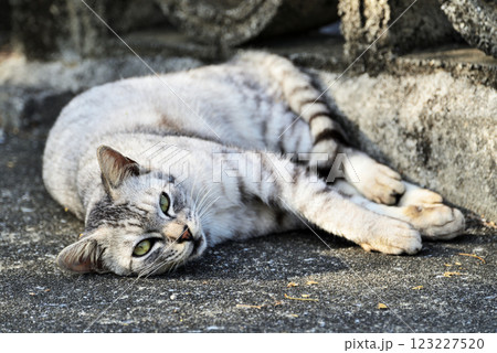 昼寝する猫 123227520