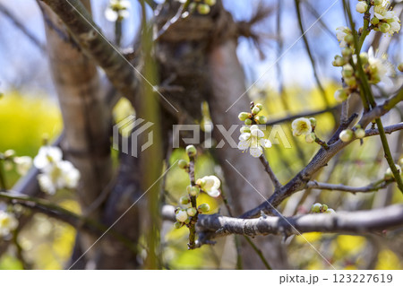 青軸 青軸梅 白梅 梅林 春の花 素材 青軸 青軸梅 白梅 梅林 春の花 素材 123227619