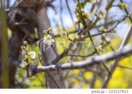 青軸 青軸梅 白梅 梅林 春の花 素材 123227621