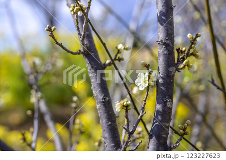 青軸 青軸梅 白梅 梅林 春の花 素材 青軸 青軸梅 白梅 梅林 春の花 素材 123227623