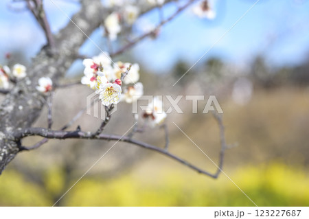 南高 南高梅 白梅 梅林 春の花 素材 南高 南高梅 白梅 梅林 春の花 素材 123227687