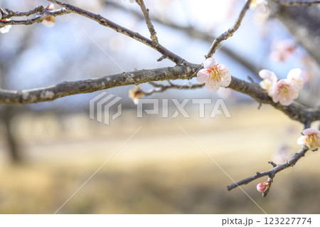 鴬宿 鴬宿梅 白梅 梅林 春の花 素材 123227774