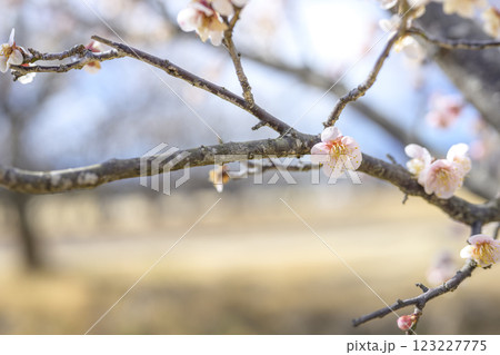 鴬宿 鴬宿梅 白梅 梅林 春の花 素材 鴬宿 鴬宿梅 白梅 梅林 春の花 素材 123227775
