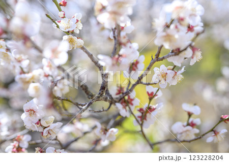 十郎 十郎梅 白梅 梅林 春の花 素材 十郎 十郎梅 白梅 梅林 春の花 素材 123228204