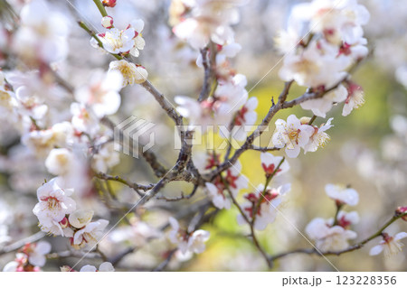 十郎 十郎梅 白梅 梅林 春の花 素材 十郎 十郎梅 白梅 梅林 春の花 素材 123228356